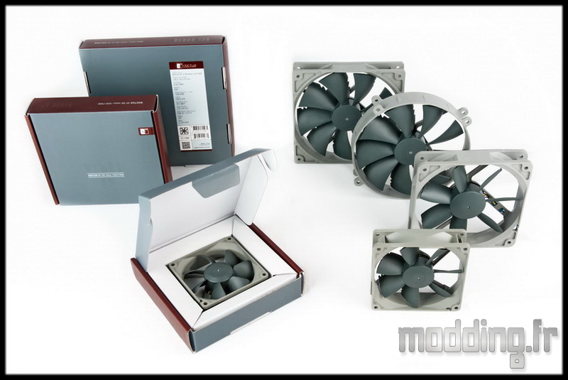 Noctua Intro 01