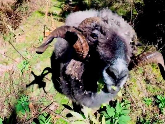 Insolite : le bélier et le drone...