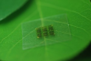 biodegradable_chips